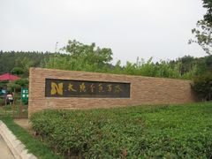 -大塘金香草谷