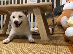 -柴迷FANS CLUB·柴犬狗咖·猫咖