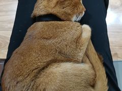 -MOCHA明星猫咖(田子坊店)