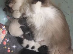 -佳雯宠物医院(金华南路分院)