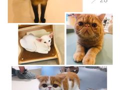 -飞行喵MR PILOT|猫舍·猫咖(静安大融城店)
