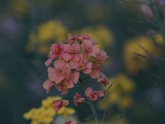 -广富林郊野公园