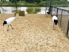 -盐城丹顶鹤湿地生态旅游区
