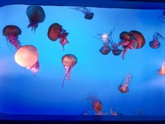 -太平洋海底世界