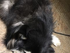 -more than meow吴止猫主题餐厅(承德 中船汇店)