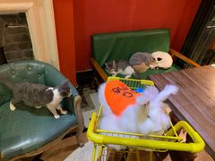 -猫色咖啡·猫咖
