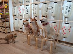 -柴迷FANS CLUB·柴犬狗咖·猫咖