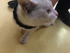 -芭比堂动物医院·犬猫全科·异宠专科(雁塔分院)