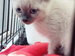 -喵zoo家庭繁育猫舍(尖东智能花园店)