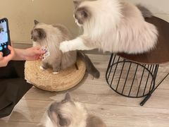 -有猫咖啡umeow coffee