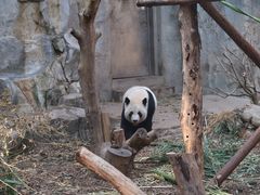 -成都大熊猫繁育研究基地