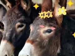 -元鼎宝驴香·全驴宴(江宁店)