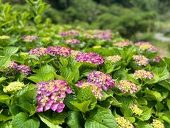 -鼓岭旅游度假区