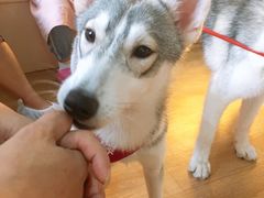 -Husky Go! 哈士奇体验馆·宠物咖啡厅狗咖