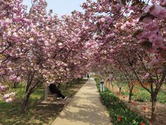 -石家庄市植物园