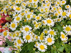 -ChaKo Flora ·茶子花艺 (市北店)