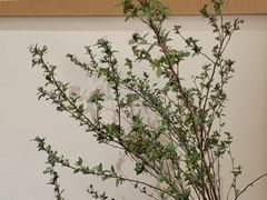 -奈诺甜品·生日蛋糕·下午茶(古城店)