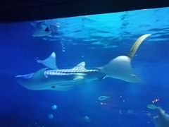 -烟台海昌鲸鲨海洋公园