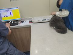 -佩兹宠物医院肿瘤专科·眼科·牙科(黄浦店)