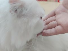 -猫和宫(六道口店)