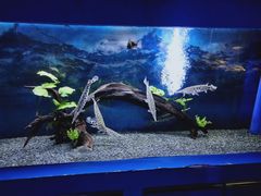 -沙沙哗啦海洋馆(华宇百花谷店)