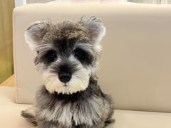 -翊宠yipet猫狗购宠庄园犬舍•猫舍