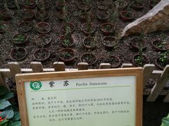 -上海都市菜园