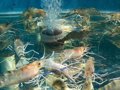 -Thai Basil罗勒叶泰式餐厅(时代天街店)