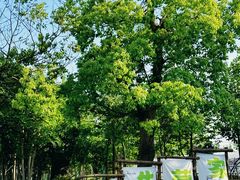 -不觉晓CAMPING(上海迪士尼营地店)