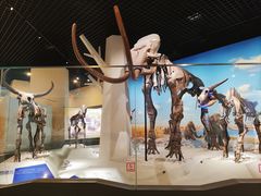 -国家自然博物馆