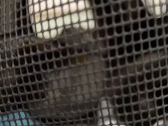 -宠福鑫康馨动物医院·骨科·眼科