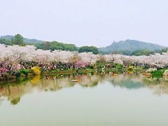 -武汉大学-樱园