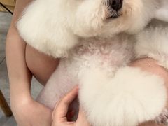 -帕帕拉兹宠物(亚洲旗舰店)