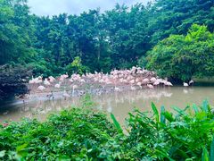 -广州长隆飞鸟乐园