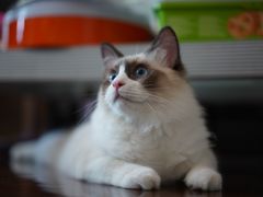 -喵zoo家庭繁育猫舍(尖东智能花园店)
