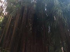 -武陵山森林公园