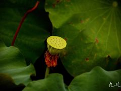 -南通博物苑-崇川人民公园