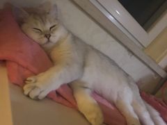 -芭比堂动物医院·犬猫全科·异宠专科(雁塔分院)