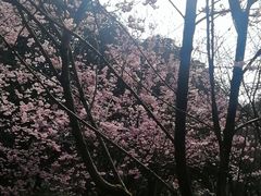 -南山植物园