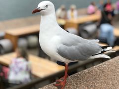-悉尼歌剧院