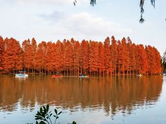 -上海海湾国家森林公园