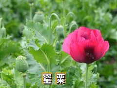-国家植物园
