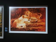 -罗红摄影艺术馆