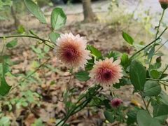 -ChaKo Flora ·茶子花艺 (市北店)