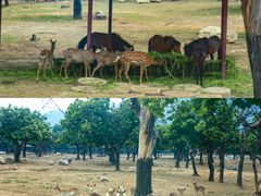 -西安秦岭野生动物园