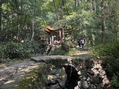 -天目山大树王景区