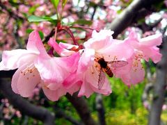 android_upload_pic-高东镇樱花园