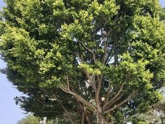 -大埔公路-马料水段香港中文大学(公交站)