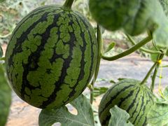 -庞各庄翠芳园西瓜蔬菜基地采摘园