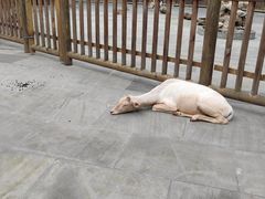 -金沙遗址博物馆